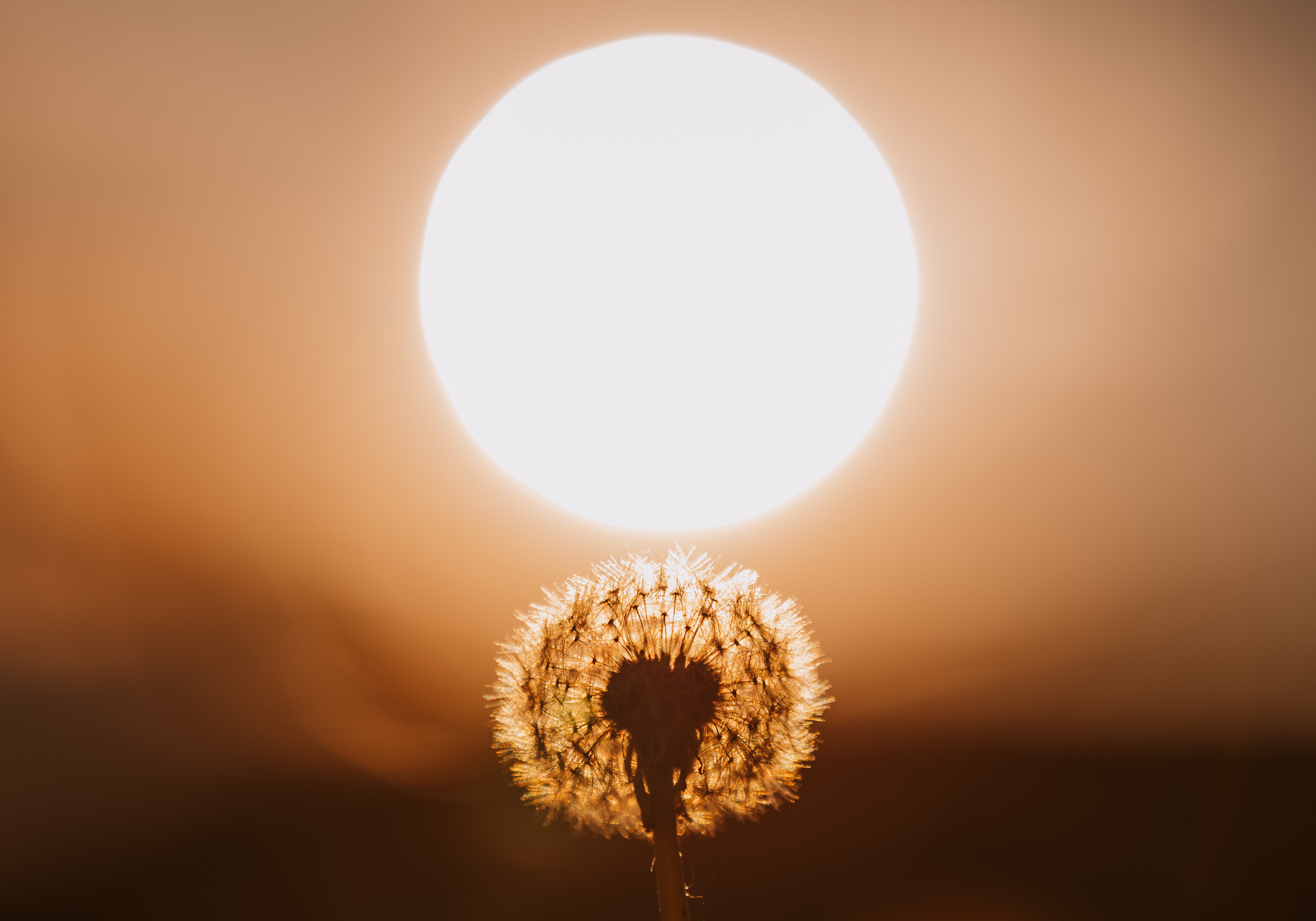 Pusteblume vor Abendsonne